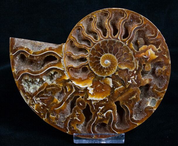 Agatized Ammonite Half - Crystal Pockets #5129
